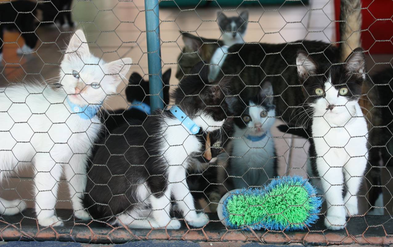 Aussi insolite soit-il, ce programme aurait le mérite d'offrir une seconde chance aux chats abandonnés ou maltraités. (Pixabay/elvirahattingh1)