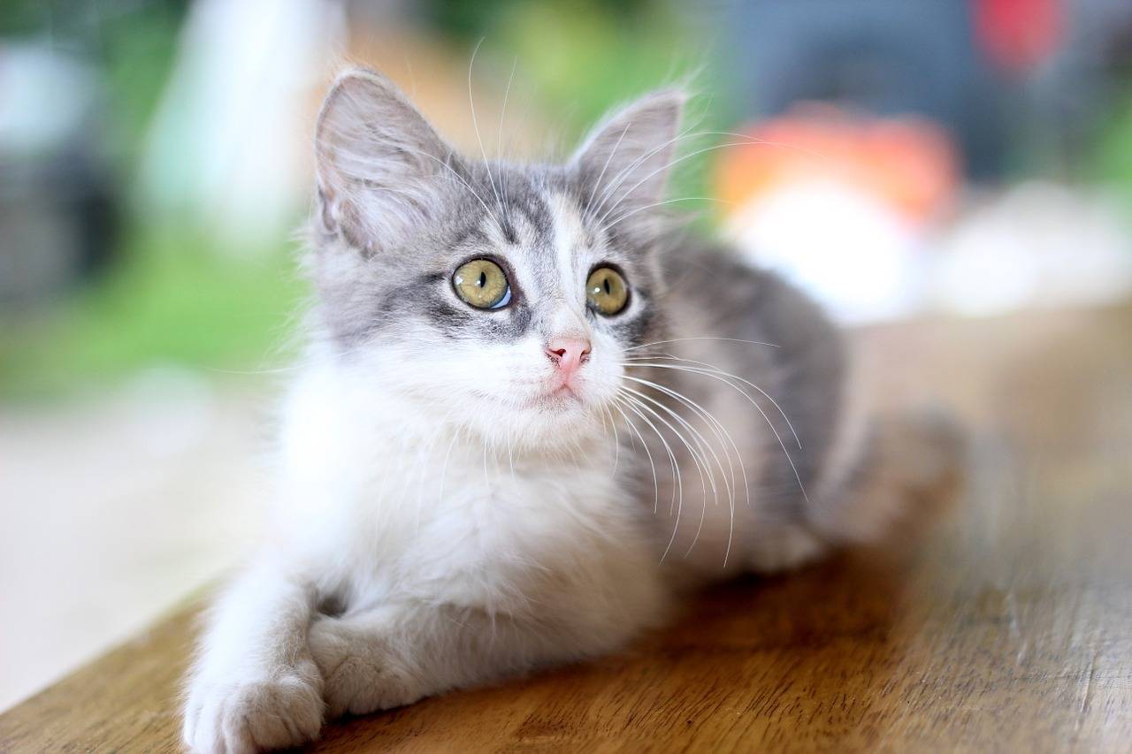 Les "chats mignons" ont la cote sur les réseaux sociaux, mais aussi... (JimmyDominico/Pixabay)