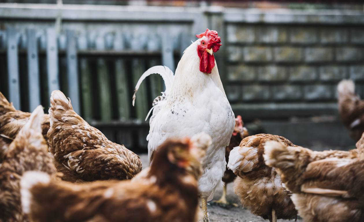 Saviez-vous que le groupe Carrefour avait développé une blockchain appliquée à la filière du poulet d'Auvergne ? (Freepik) blockchain-poulet-carrefour