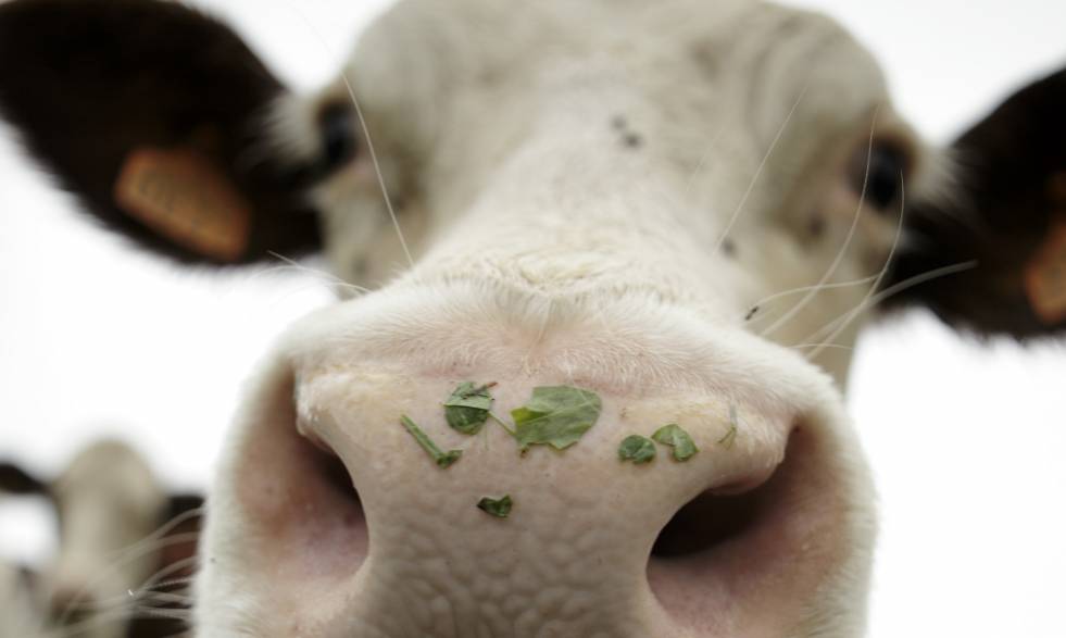 Kentika : un atout indiscutable dans la transformation du métier de documentaliste (droit image : CNIEL) vache-cniel